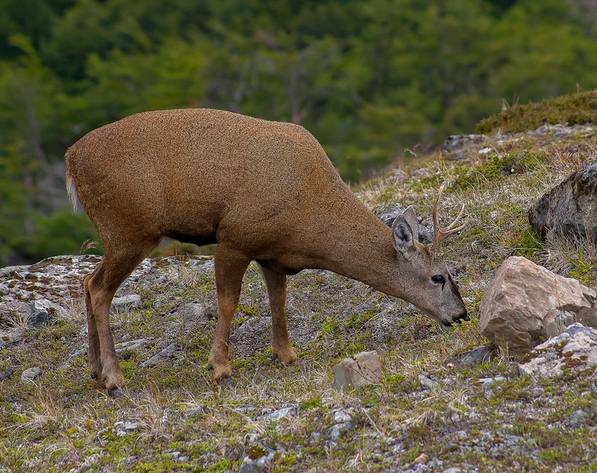 智利驼鹿