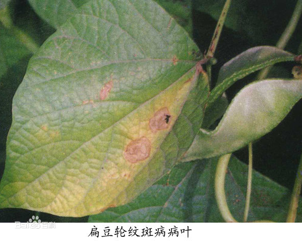 扁豆褐斑病