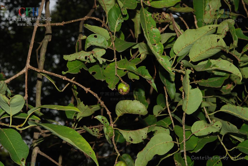 为使君子科植物诃子 i>terminalia chebula /i> retz.