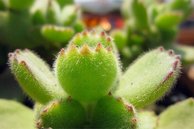  p>熊掌花(bearsfoot),一月五日 a href="#" data-lemmaid="7782445">