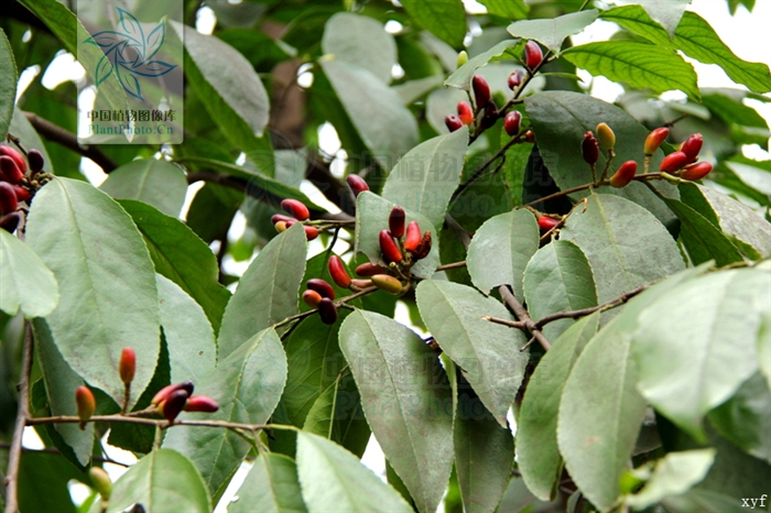  p>毛背桂樱( a href="#" data-lemmaid="8074290">学名 /a>:lauro