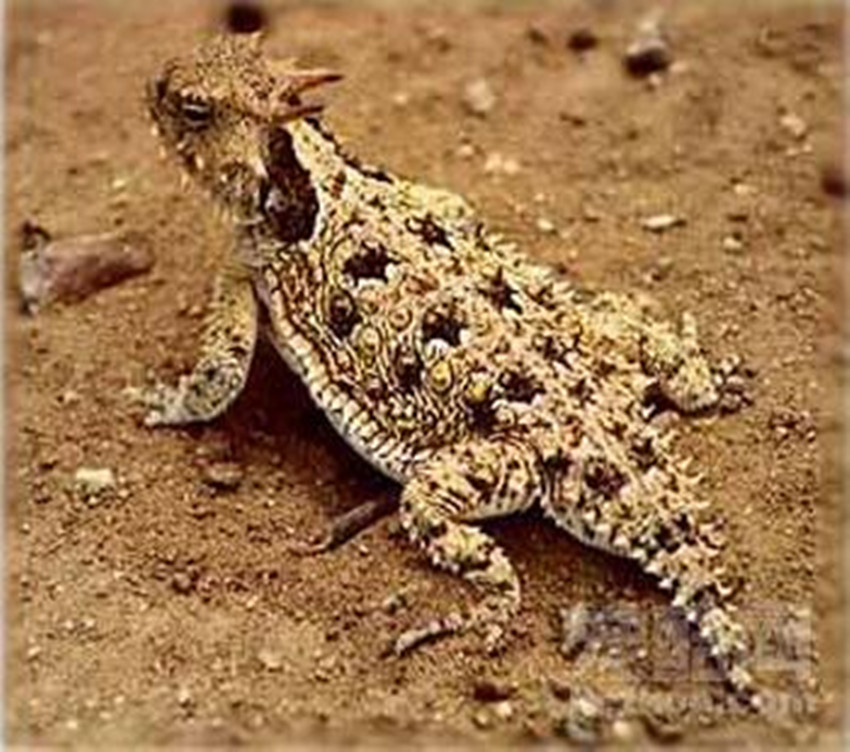  p>沙漠角蜥(学名:phrynosoma platyrhinos)是原生北美洲的中小型 a