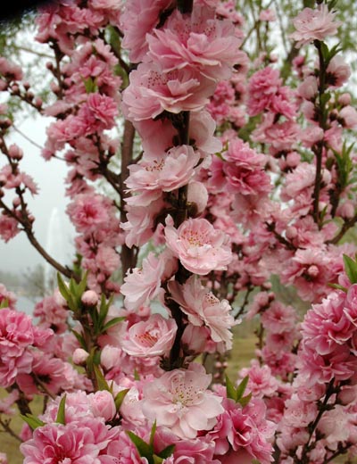  p>帚桃(学名: i>amygdalus persica /i> linn. var.