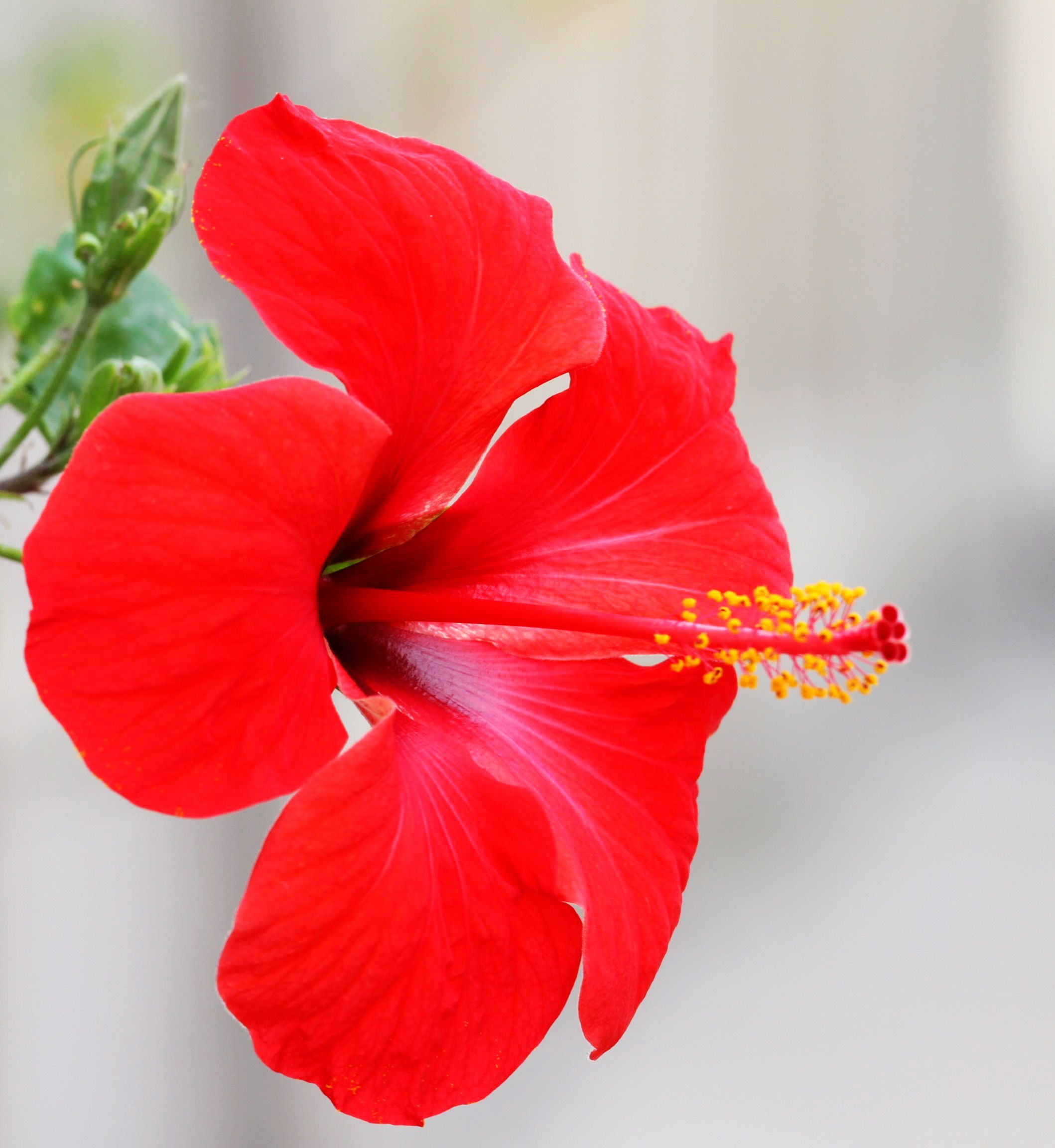  p>桑叶牡丹即 a target="_blank" href="/item/扶桑/6187" data