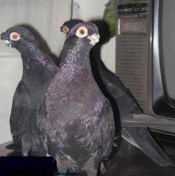 方鼻型, a href="#" data-lemmaid="467639">眼睑 /a>色浅而与黑皂有