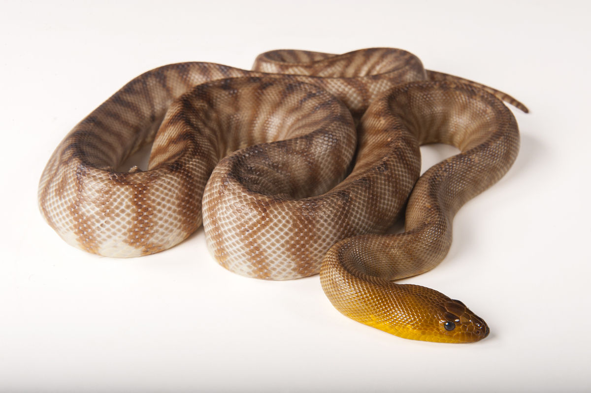  p>沃玛蟒(学名aspidites ramsayi),是 a target="_blank" href="