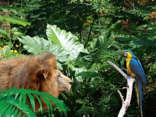 海南热带野生动植物园