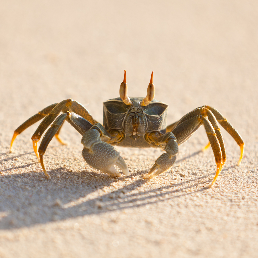  p>甲壳类是 a target="_blank" href="/item/甲壳动物/3229820" data