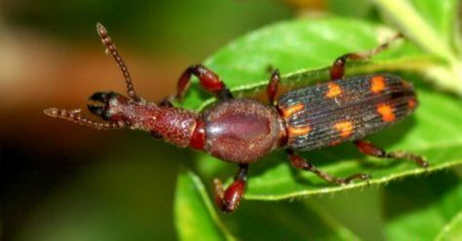  p>大宽喙象是漂亮的珍稀象甲.体长24-30毫米,体宽4.5-6毫米.