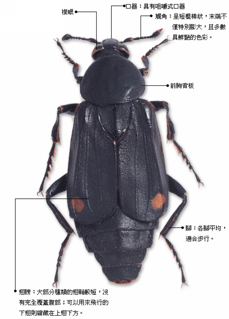  p data-id="gnwuavksku">食尸虫,又叫埋葬虫