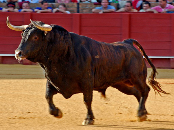  p>国兽( b>national animals /b>):与 a href