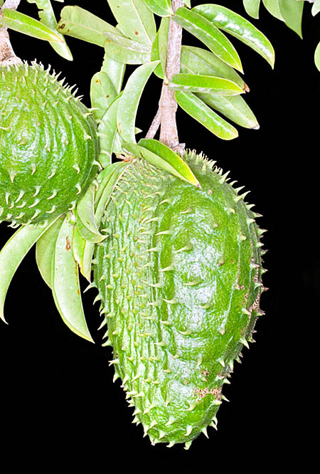 刺果番荔枝_百度百科