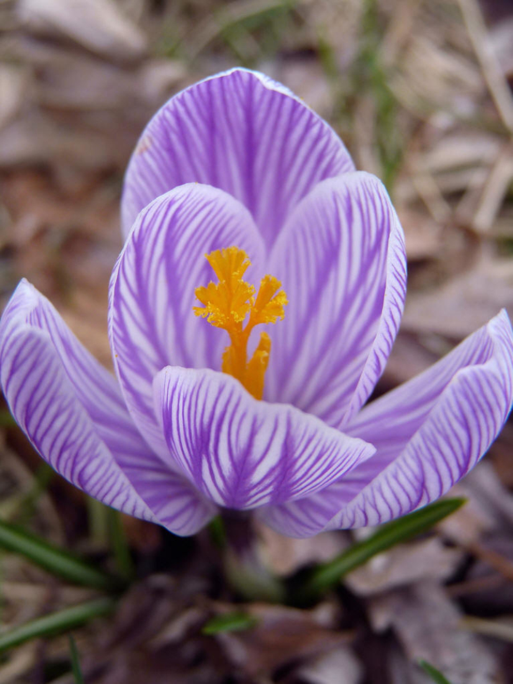 ">鸢尾科 /a>, a target="_blank" href="/item/番红花属/3459713"