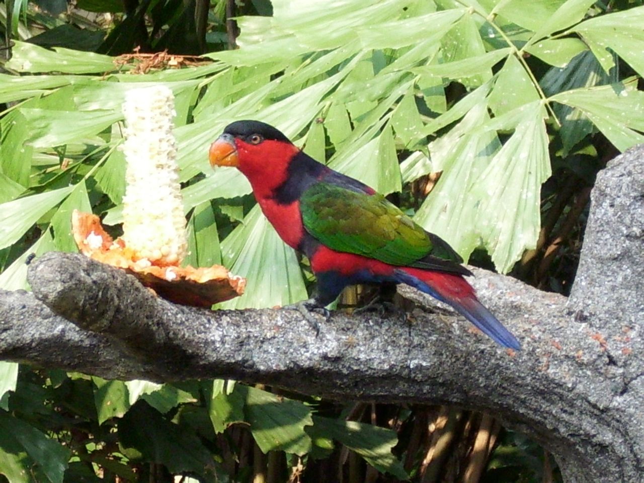 pionites melanocephalus melanocephala