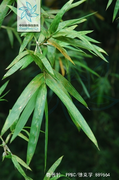  p> a href="#">斑苦竹 i>plieioblaslus maculatus /i> /a>,秆高3-4m