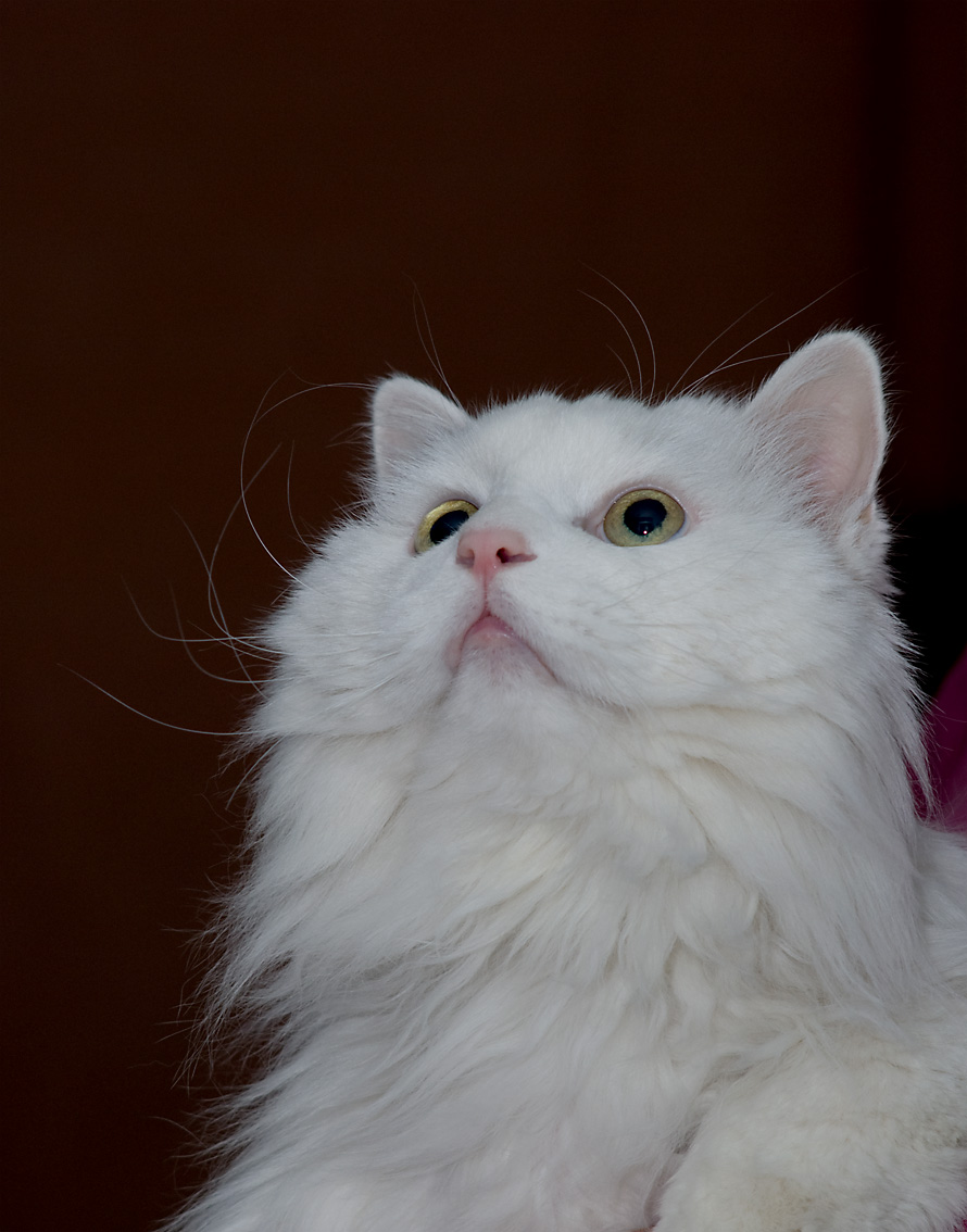  /b>, a target="_blank" href="/item/英文">英文 /a>名为chinchilla