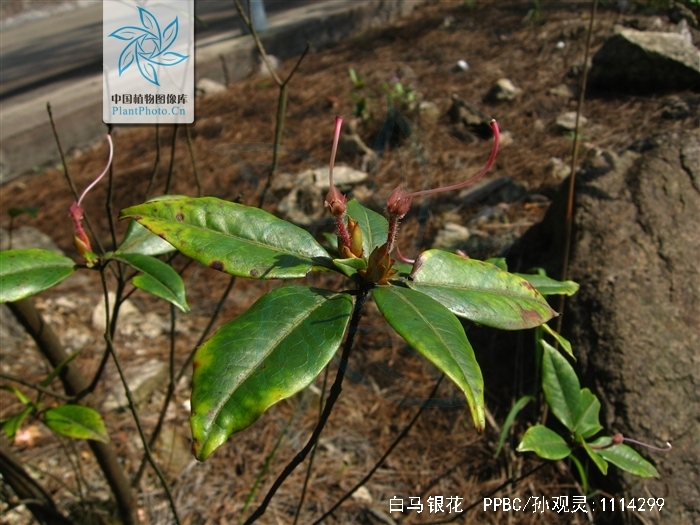  p>白马银花(学名: i>rhododendron hongkongense /i> hutch.