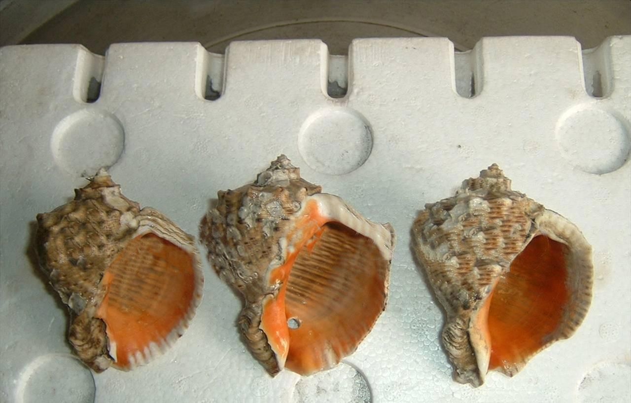  p>红里螺又名墨西哥红里螺(conch meat- red)