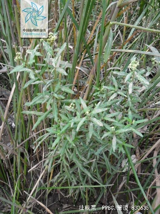  p>扯根菜(学名: i>penthorum chinense /i> pursh)是指虎耳草科扯根