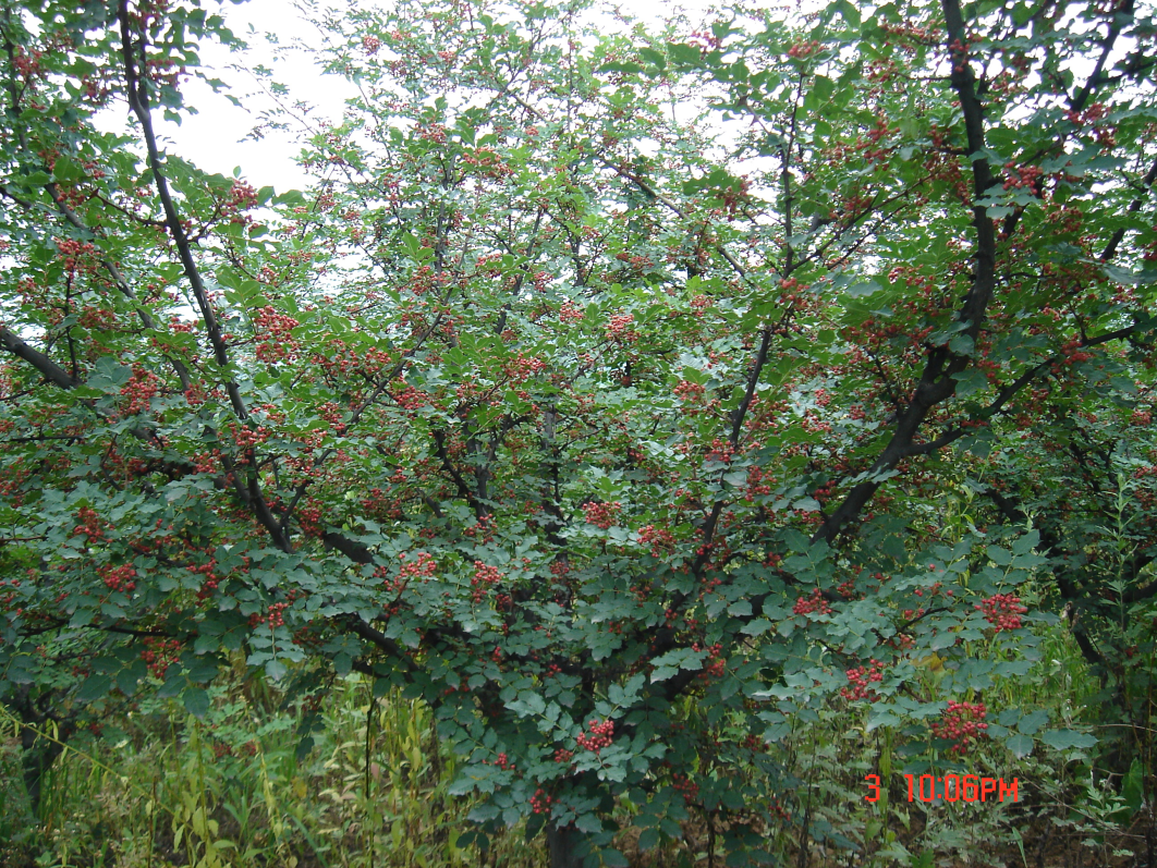  p>异叶花椒,学名:zanthoxylum ovalifolium wight.