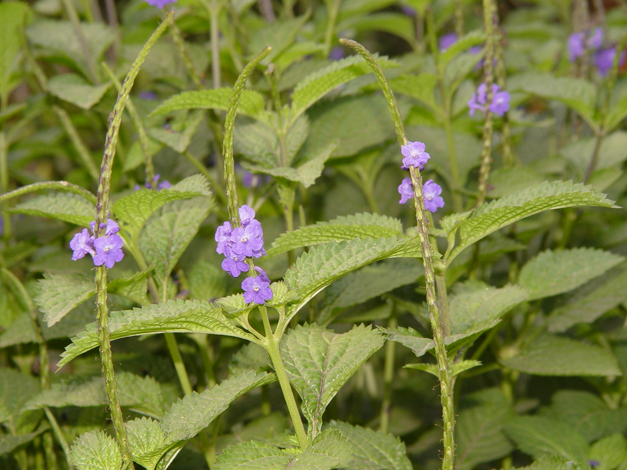  p>长穗花,为 a target="_blank" href="/item/桃金娘目/6743539"