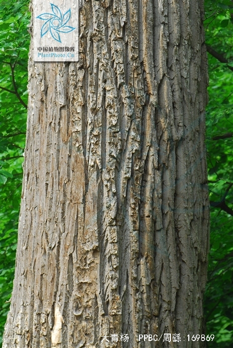  p>大青杨(学名: i>populus ussuriensis /i> kom.)是杨柳科杨属植物.