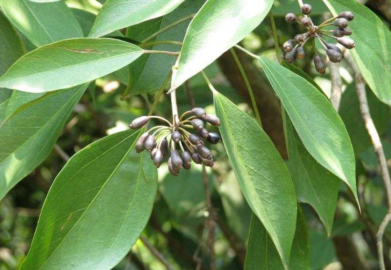  p>树参(学名: i>dendropanax dentiger /i> (harms) merr.