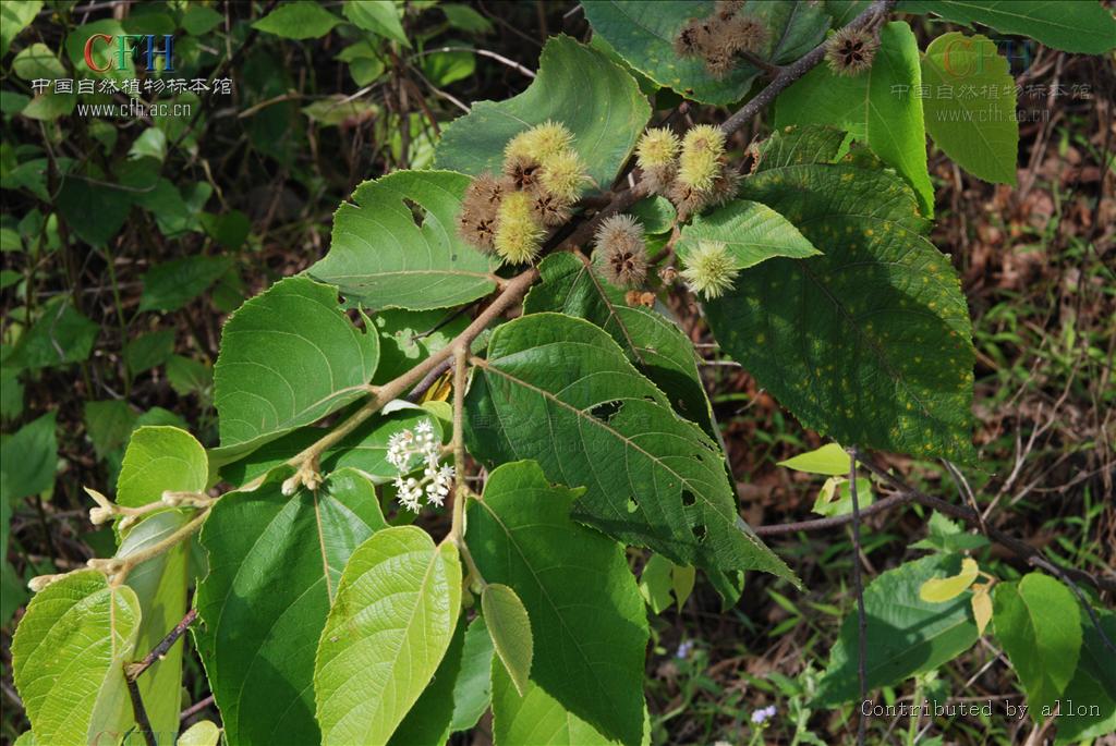  p>山麻树属(学名:commersonia)是 a target="_blank" href="/item