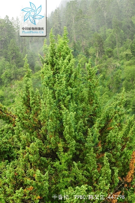  p>干香柏(学名: i>cupressus duclouxiana  /i>hickel)是柏科,柏木属