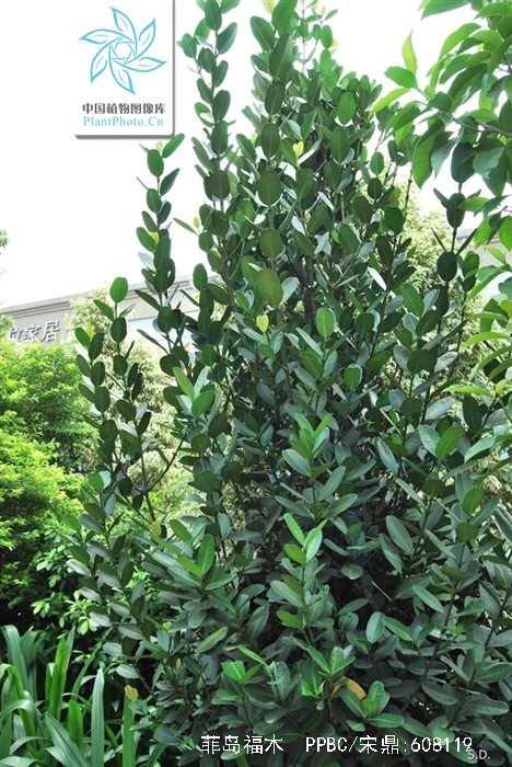  p> a href="#">菲岛福木 /a>,别名:福木,福树,拉丁文名:garcinia sub