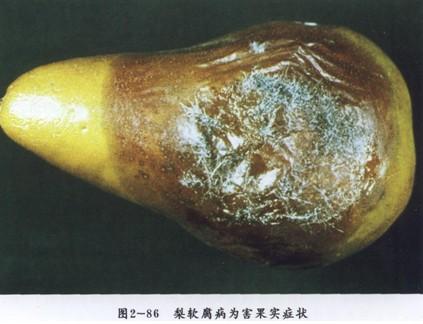  p>梨软腐病又称毛霉软腐病,毛霉烂果病,是由多种毛霉菌引起,其中主要