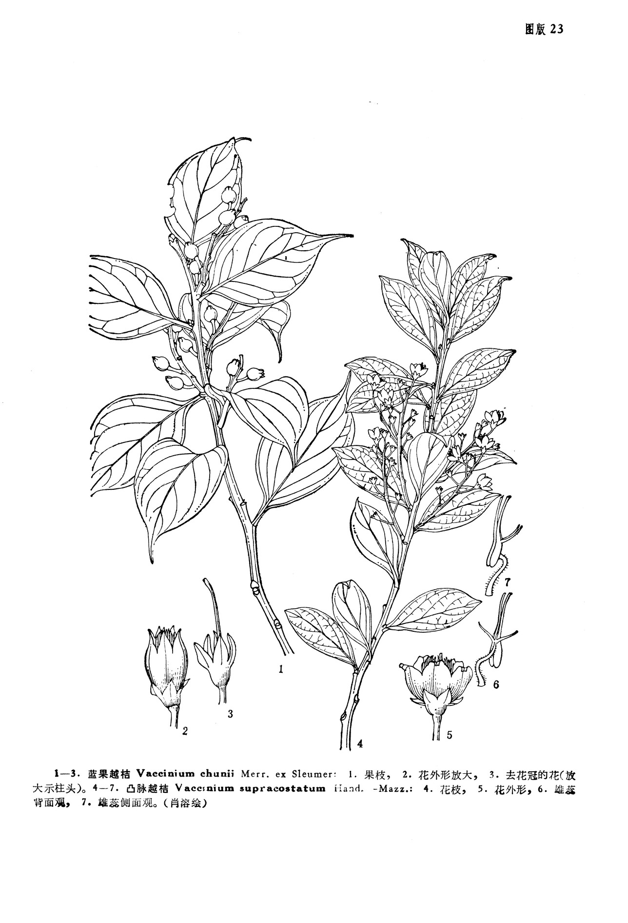 p>蓝果越桔(学名:vaccinium chunii merr.