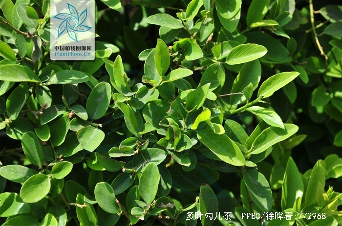  p>多叶勾儿茶(学名: i>berchemia polyphylla /i> var.