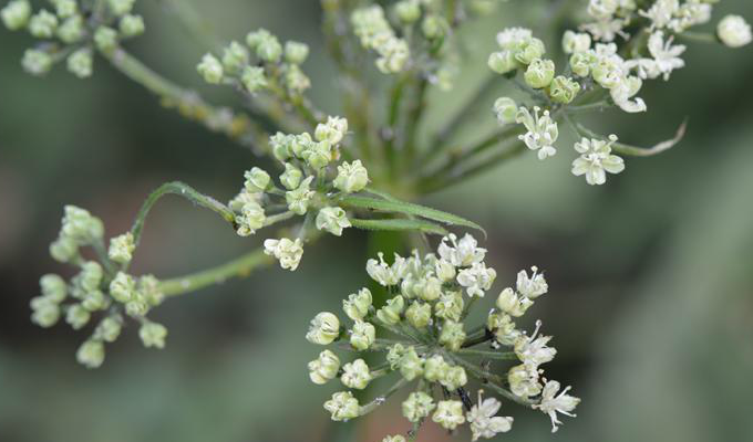 boissieu)是伞形科羌活属植物.