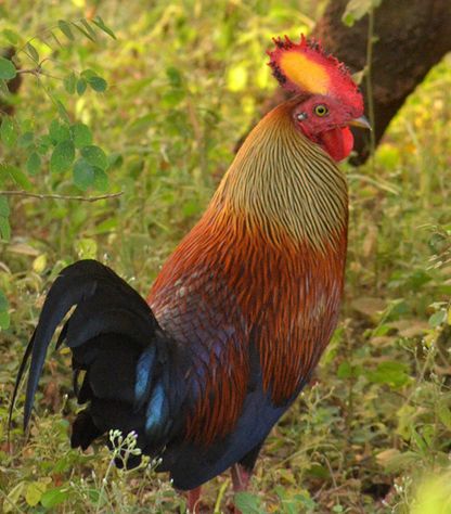  p>黑尾原鸡(学名: i>gallus lafayetii /i>): a href="#" data-lemma