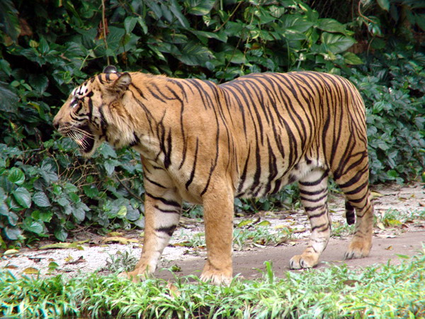  i>corbetti /i>):简称印支虎.