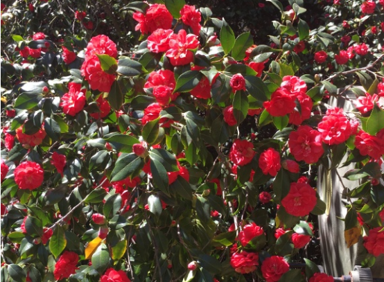 诗人最爱的茶花 除了赞美人的品性还有这些含义 百科ta说