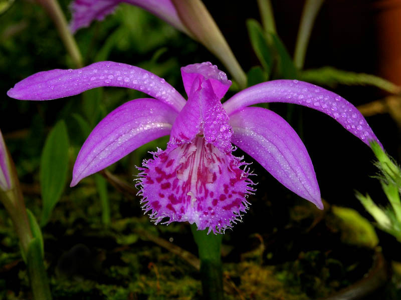 rolfe)是兰科,独蒜兰属的 b> a target="_blank" href="/item/国家