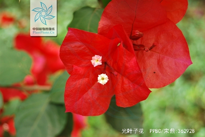  p>光叶子花(拉丁学名:bougainvillea glabrachoisy i>.
