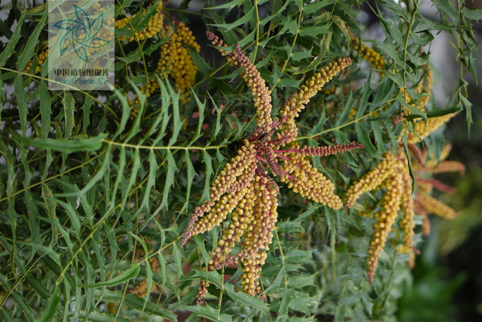 阿里山十大功劳