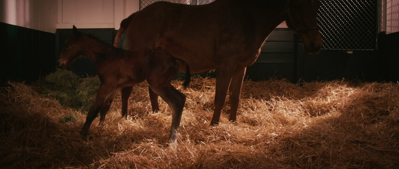  p data-id="go00nmdzr1">《一代骄马》是由华特·迪士尼电影工作室