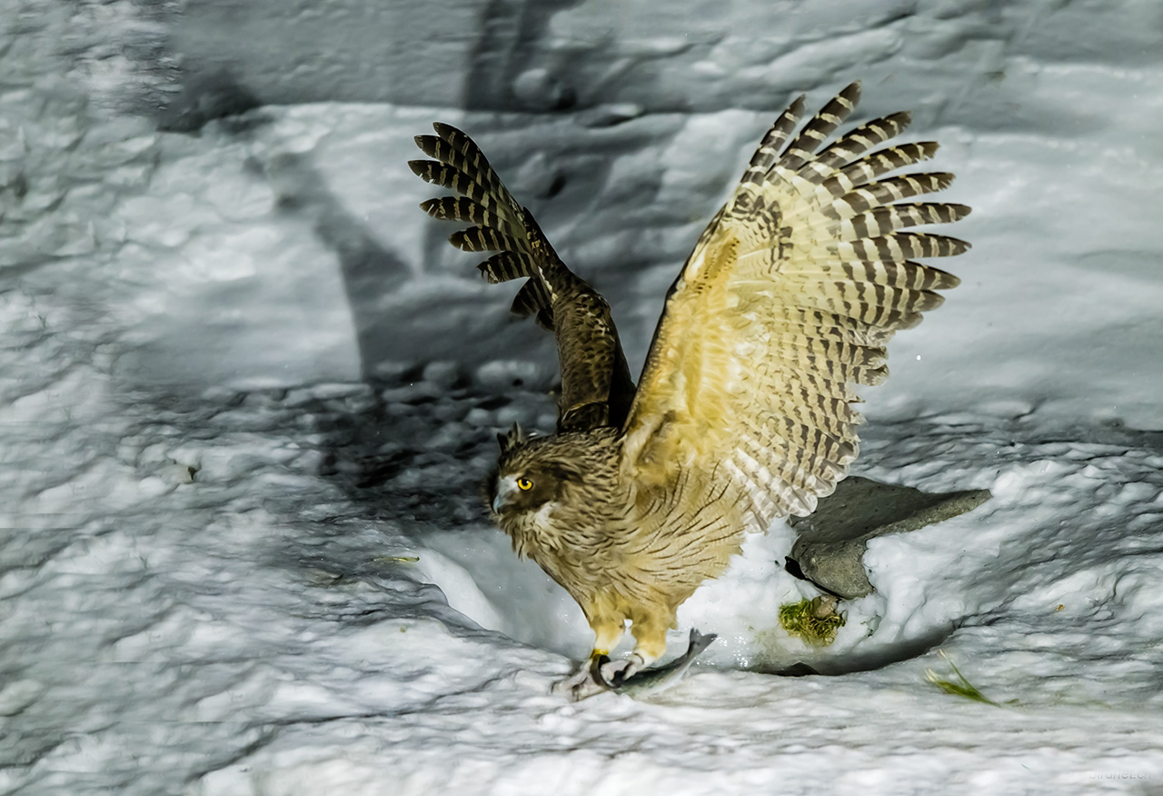  p>毛腿渔鸮blakiston's fish owls(ketupa blakistoni)是