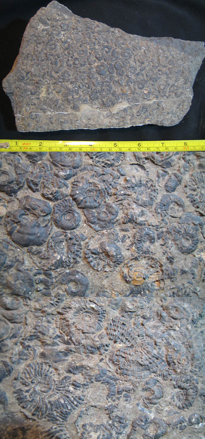  p>直角石(学名orthoceras)是一属已灭绝的直角石亚纲动物.