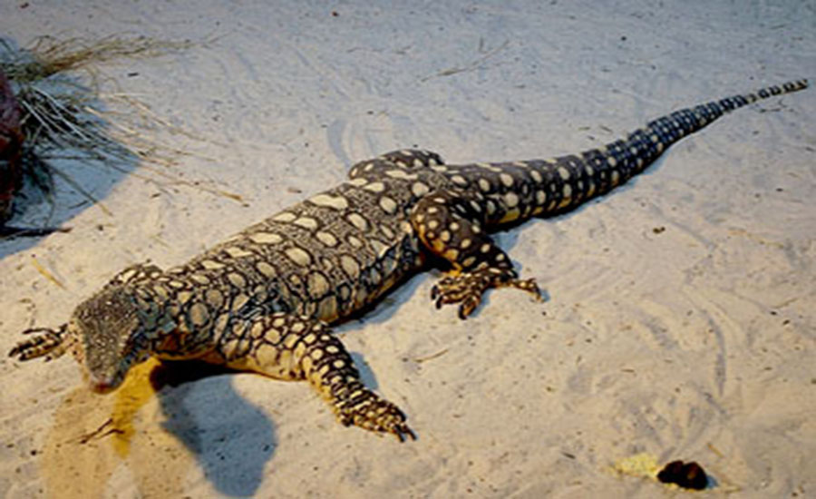  p>眼斑巨蜥是 a href="#" data-lemmaid="5005233">巨蜥科 /a>的一种