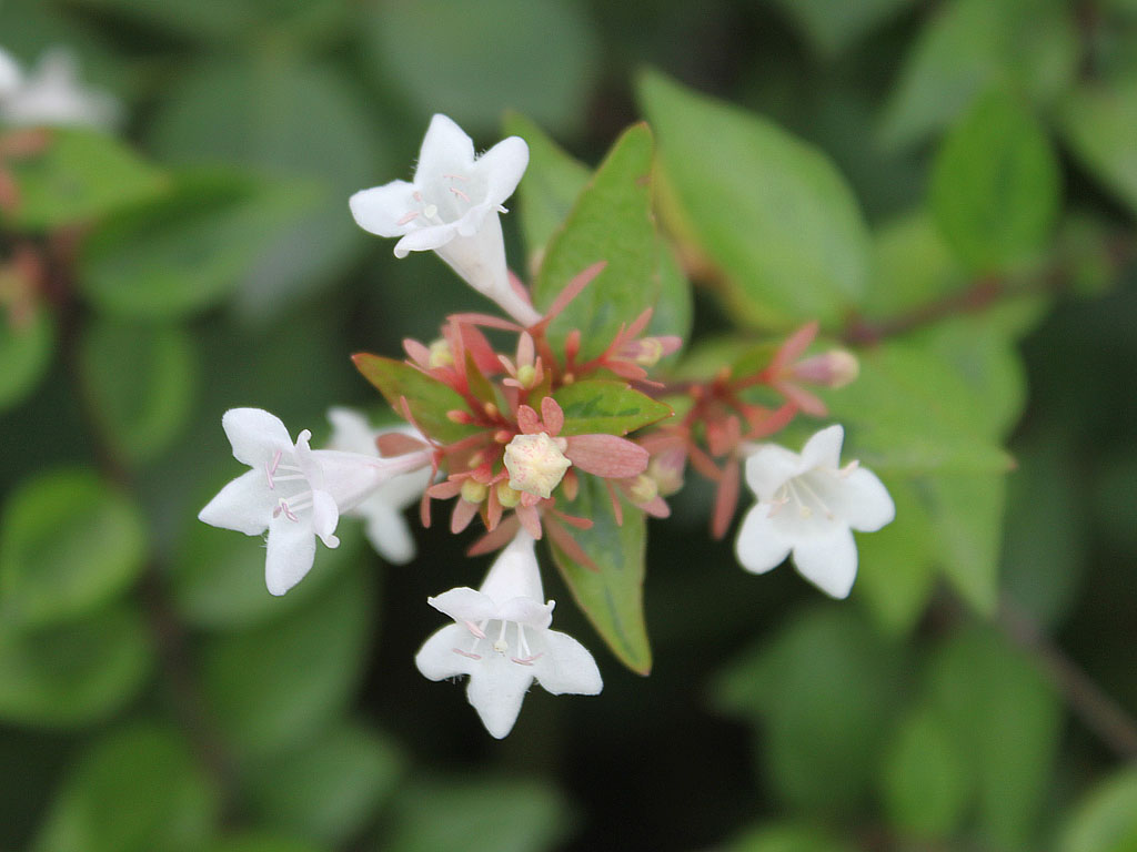  p>刚毛忍冬(学名: i>lonicera hispida /i> pall. ex roem.