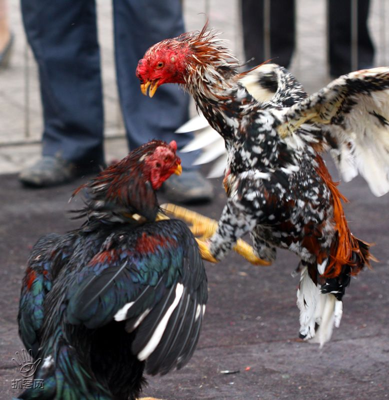 中国斗鸡