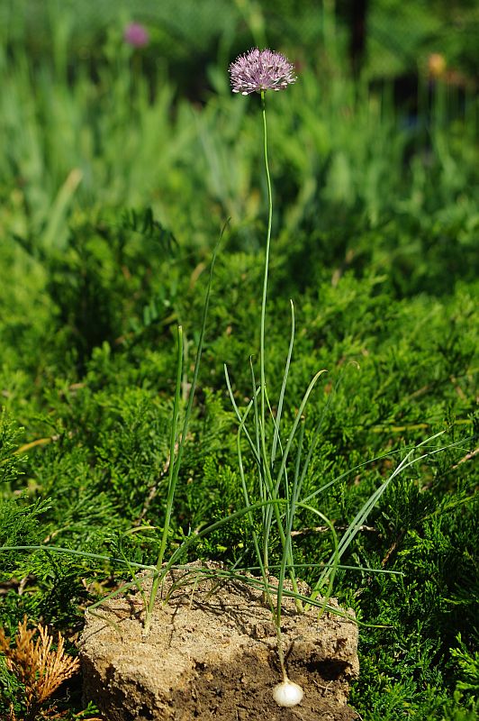  p>小山蒜(学名: i>allium pallasii /i> murray)是百合科,葱属多年生