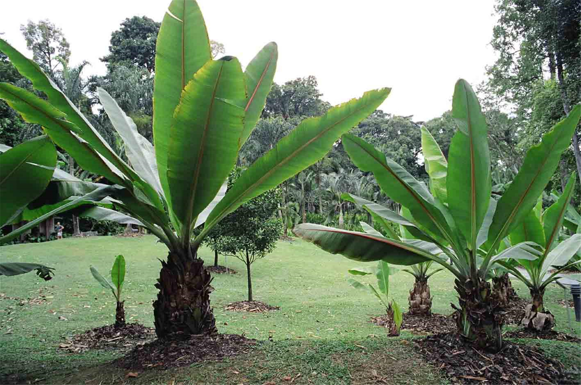 是芭蕉科,芭蕉属多年生单茎 a href="#">草本 /a>植物,假茎单生,高