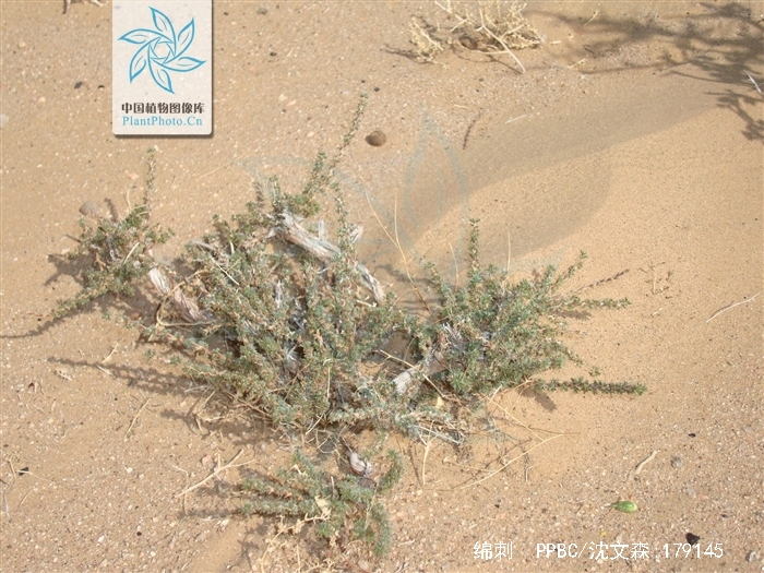  p>绵刺(学名: i>potaninia mongolica /i> maxim.