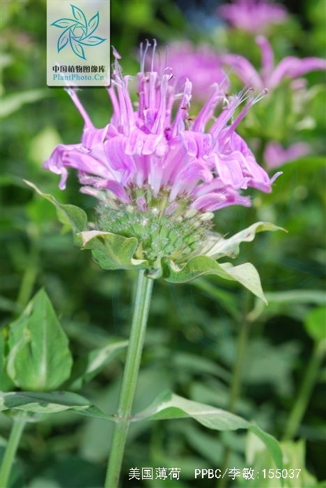 也叫 a target="_blank" href="/item/马薄荷/7807552" data-lemma